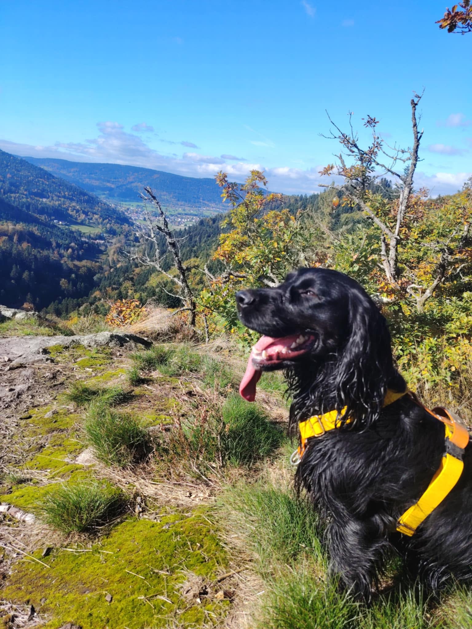 Harnais en Biothane pour Chien