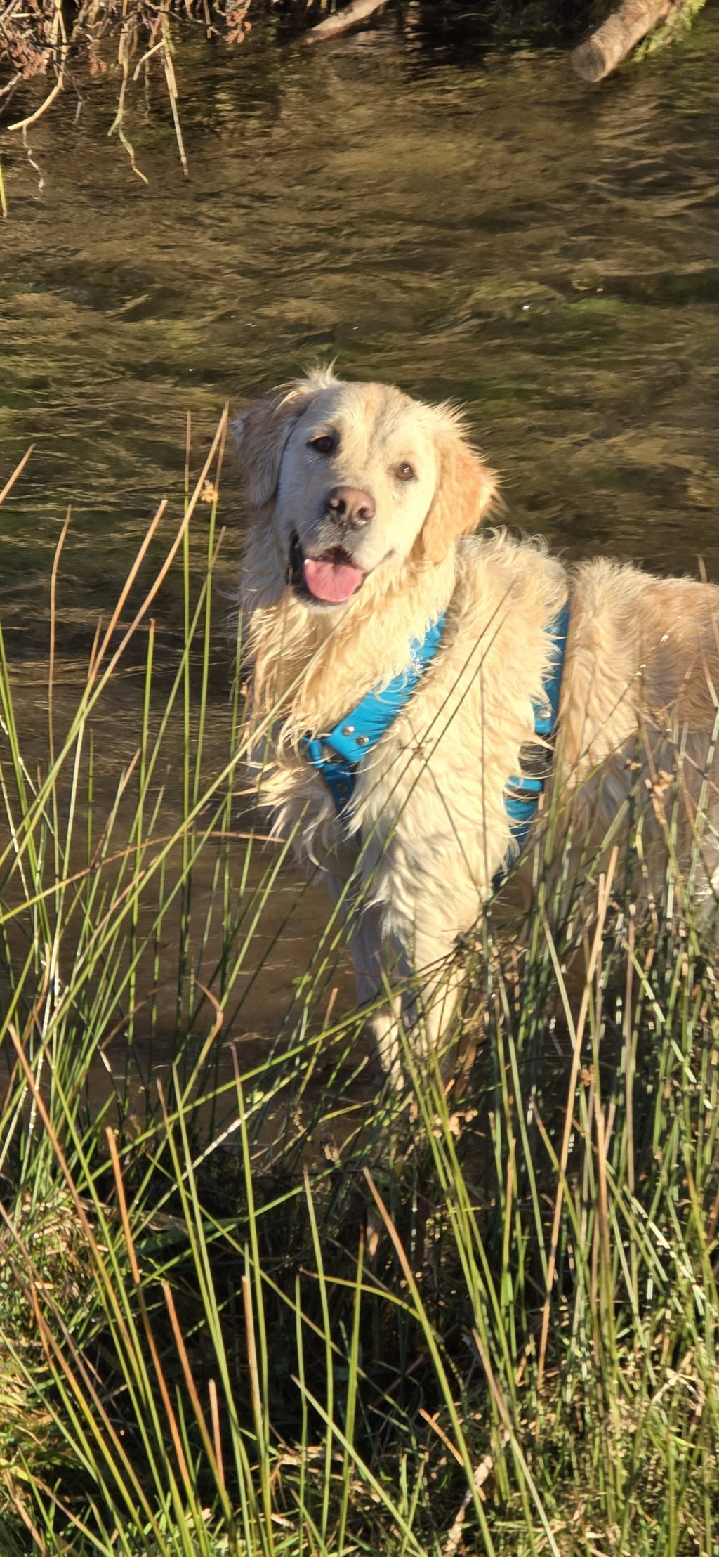 Harnais en Biothane pour Chien
