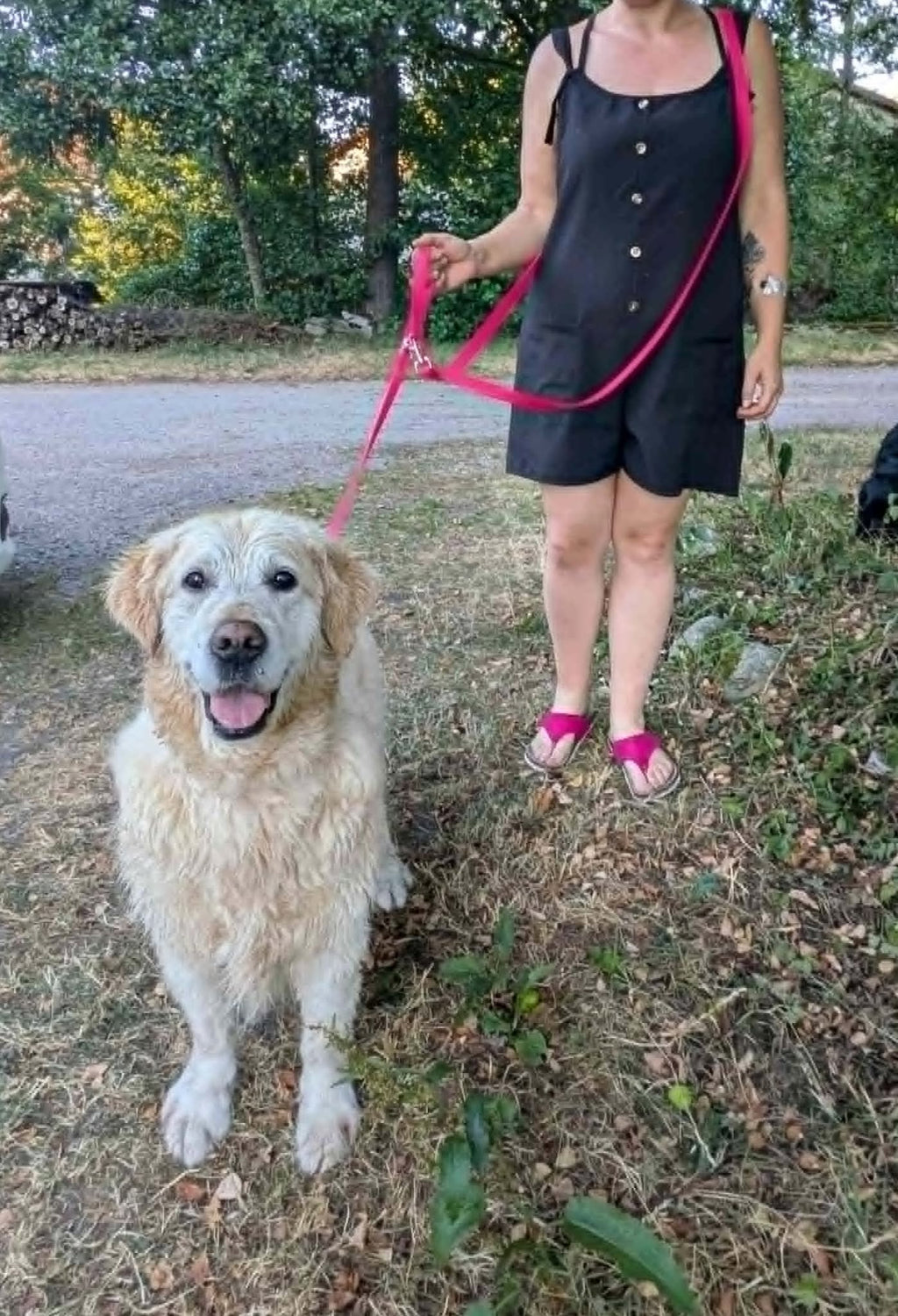 Laisse mains libres en situation - balade avec golden retriever